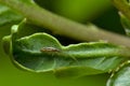 Springtail insect on leaf. Collembola form the largest of the three lineages of modern hexapods