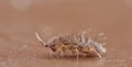 Springtail - UK