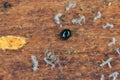 Springtails and black mite - beetle Mite also known as oribatid mites