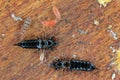 Springtails and thrips.