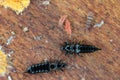 Springtails and thrips.