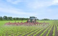 Springtide. Processing of sugar beet seedlings