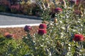 Banksia coccinea bush in flower Royalty Free Stock Photo