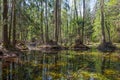 Springtime alder bog forest Royalty Free Stock Photo