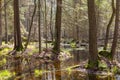 Springtime alder-bog forest Royalty Free Stock Photo