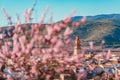 Almond tree blossom in countryside Alcublas