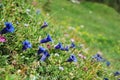 springtime in the alps, meadow with many blue gentian