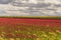 SPRINGTIME. Alta Murgia National Park: field of purple flowers. Apulia-ITALY- Royalty Free Stock Photo