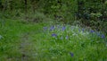 Bluebells alongside a path on the forest floor. Royalty Free Stock Photo