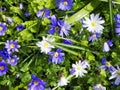 Springtime Anemone Blanda Royalty Free Stock Photo