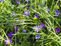 Springtime Anemone Blanda Royalty Free Stock Photo