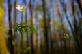 Springtime anemone