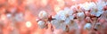 Springtime Apple Blossom Banner: Closeup of White Blooming Flowers on Tree with Soft Bokeh Background Royalty Free Stock Photo