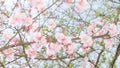 Springtime apple flowering tree with fresh leaves and pink flowers