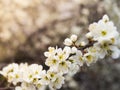 Springtime apple white blossoms, beauty blooming trees easter