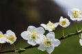 Springtime appletree white blossoms, beautiful blooming tree in green background