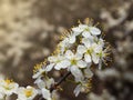 Springtime appletree white blossoms, beautiful blooming tree Royalty Free Stock Photo