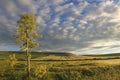 Springtime.Between Apulia and Basilicata: hilly landscape with green cornfields.ITALY. Royalty Free Stock Photo