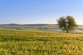 Springtime. Between Apulia and Basilicata:hilly landscape with wheat field and lonely tree.Italy. Royalty Free Stock Photo