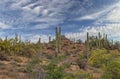 Springtime In The Arizona Desert With Saguaro Cactus Royalty Free Stock Photo