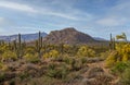 Springtime In The Arizona Desert With Saguaro Cactus Near Scottsdale Royalty Free Stock Photo