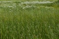 Springtime background with grasses and daisies in a field