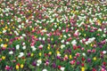 Springtime background. Multicolored flowers. Tulip fields colourful burst into full bloom. Womens day. Perfume fragrance Royalty Free Stock Photo