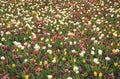 Springtime background. Multicolored flowers. Tulip fields colourful burst into full bloom. Womens day. Perfume fragrance Royalty Free Stock Photo