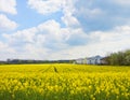 Springtime in Bavaria, houses in the middle of yellow fields of