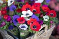 Springtime beautiful Anemone coronaria flowers in red, white, magenta, blue colors. Royalty Free Stock Photo