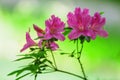 Azalea flower Royalty Free Stock Photo