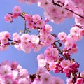 Springtime - Beautiful flowering Japanese cherry - Sakura. Background with flowers on a spring day Royalty Free Stock Photo