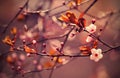 Springtime - Beautiful flowering Japanese cherry - Sakura. Background with flowers on a spring day Royalty Free Stock Photo