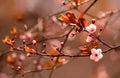 Springtime - Beautiful flowering Japanese cherry - Sakura. Background with flowers on a spring day Royalty Free Stock Photo