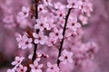 Springtime - Beautiful flowering Japanese cherry - Sakura. Background with flowers on a spring day Royalty Free Stock Photo