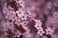 Springtime - Beautiful flowering Japanese cherry - Sakura. Background with flowers on a spring day Royalty Free Stock Photo