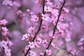 Springtime - Beautiful flowering Japanese cherry - Sakura. Background with flowers on a spring day Royalty Free Stock Photo