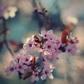 Springtime. Beautiful flowering Japanese cherry - Sakura. Colorful background with flowers and sun on a spring day Royalty Free Stock Photo