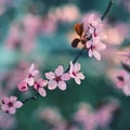 Springtime. Beautiful flowering Japanese cherry - Sakura. Colorful background with flowers and sun on a spring day Royalty Free Stock Photo