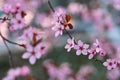 Springtime. Beautiful flowering Japanese cherry - Sakura. Colorful background with flowers and sun on a spring day Royalty Free Stock Photo