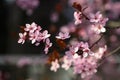 Springtime. Beautiful flowering Japanese cherry - Sakura. Colorful background with flowers and sun on a spring day Royalty Free Stock Photo