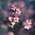 Springtime. Beautiful flowering Japanese cherry - Sakura. Colorful background with flowers and sun on a spring day Royalty Free Stock Photo