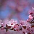 Springtime. Beautiful flowering Japanese cherry - Sakura. Colorful background with flowers and sun on a spring day Royalty Free Stock Photo
