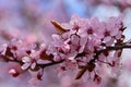 Springtime. Beautiful flowering Japanese cherry - Sakura. Colorful background with flowers and sun on a spring day Royalty Free Stock Photo