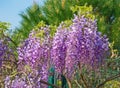 Beautiful flowers of wisteria in garden Royalty Free Stock Photo