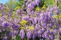 Springtime. Beautiful flowers of Wisteria in garden Royalty Free Stock Photo