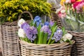 Springtime. Beautiful hyacinth flowers in white, violet, blue colors in a wicker basket for sale at the flower garden shop Royalty Free Stock Photo