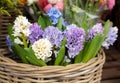 Springtime. Beautiful hyacinth flowers in white, violet, blue colors in a wicker basket for sale in a flower garden shop Royalty Free Stock Photo