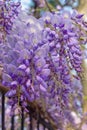 Springtime. Beautiful purple flowers of Wisteria in garden Royalty Free Stock Photo