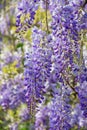 Beautiful purple flowers of Wisteria in garden Royalty Free Stock Photo